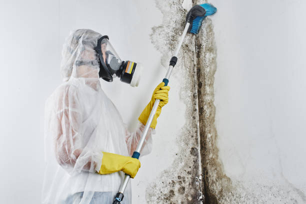 Best Black Mold Removal  in Roeland Park, KS