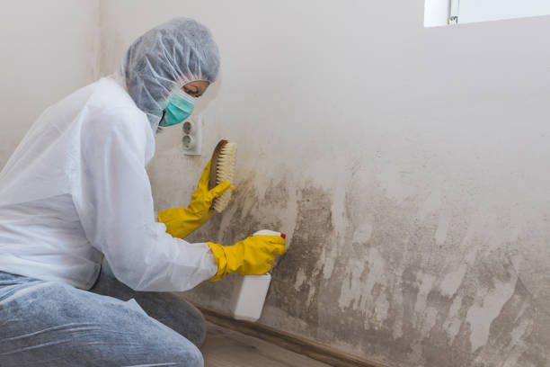 Best Mold Removal and Inspection  in Roeland Park, KS