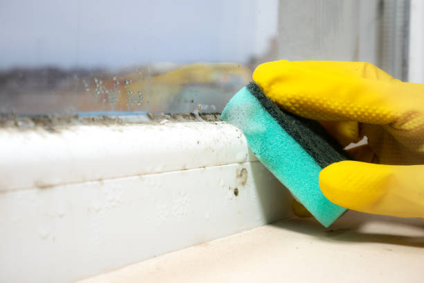 Best Mold Removal Near Me  in Roeland Park, KS