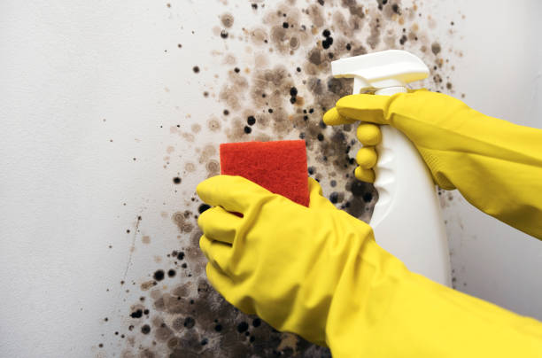 Home Mold Removal in Roeland Park, KS