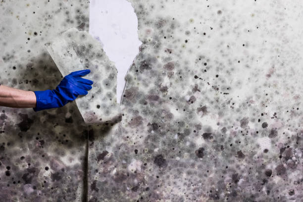 Best Mold Removal Near Me  in Roeland Park, KS